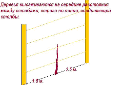 Высадка деревьев